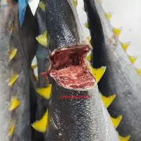 Yellow Fin Tuna