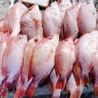 Red Snapper
