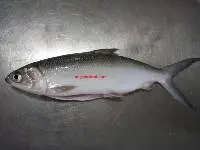 Milk Fish