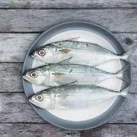 Indian Mackerel