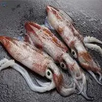 Loligo Squid
