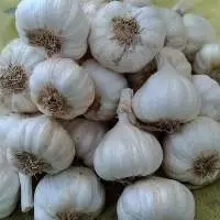 Garlic