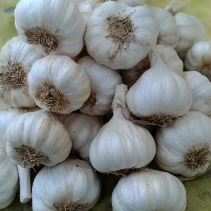 Garlic