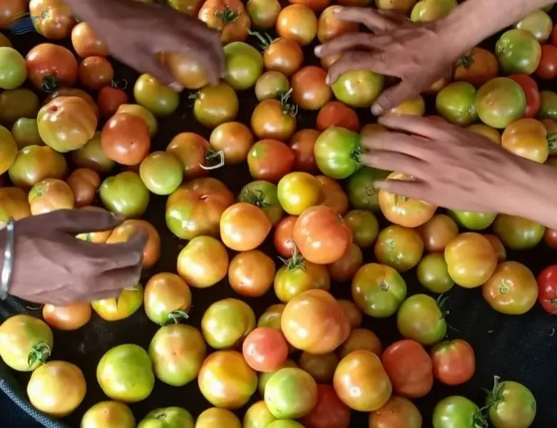 Tomato