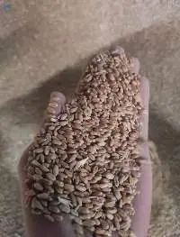 Wheat 4 grade (non-gmo)