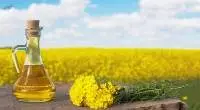 Crude Rapeseed Oil