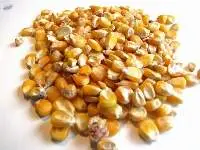 Maize