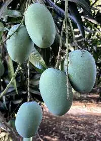 Kesar Mango