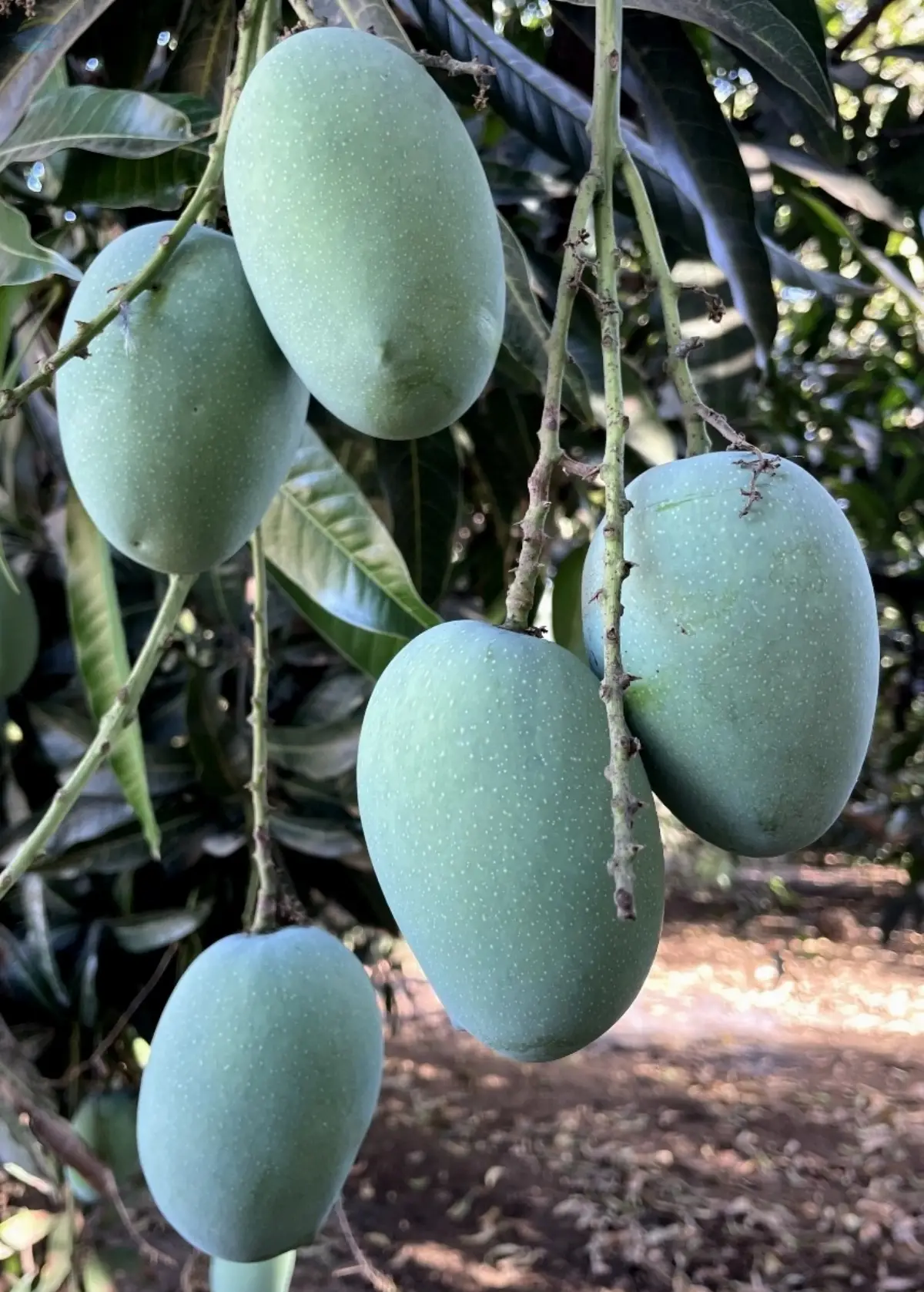 Kesar Mango
