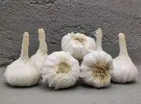 Garlic