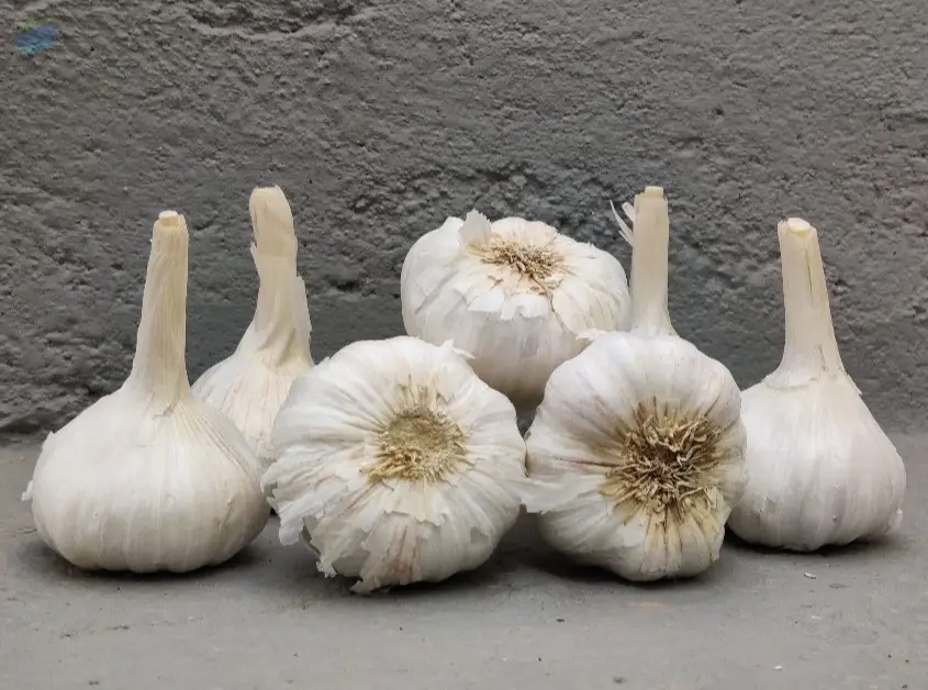 Garlic