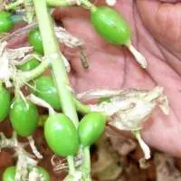 Premium Quality Green Cardamom