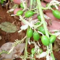 Grade A Cardamom
