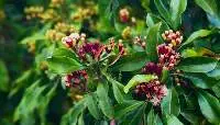 Superior Grade AA Cloves