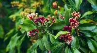 Premium Handpicked Cloves Year 2026