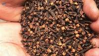 Superior Grade AA Cloves 2026 Hand-Picked