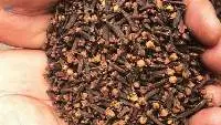 Superior Grade AA Cloves 2026 Hand-Picked