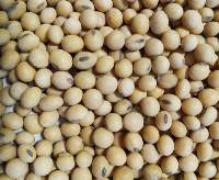 Gmo Soybean