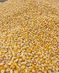 Gmo Corn / Yellow Maize