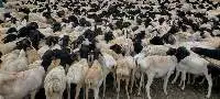 Live Blackhead Persian Sheep