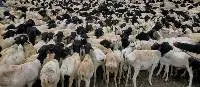 Live Blackhead Persian Sheep.