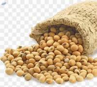 Soybean