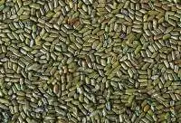 Cassia Tora Seeds