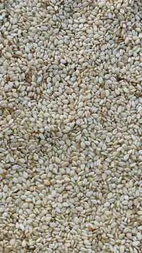 Sesame Seed