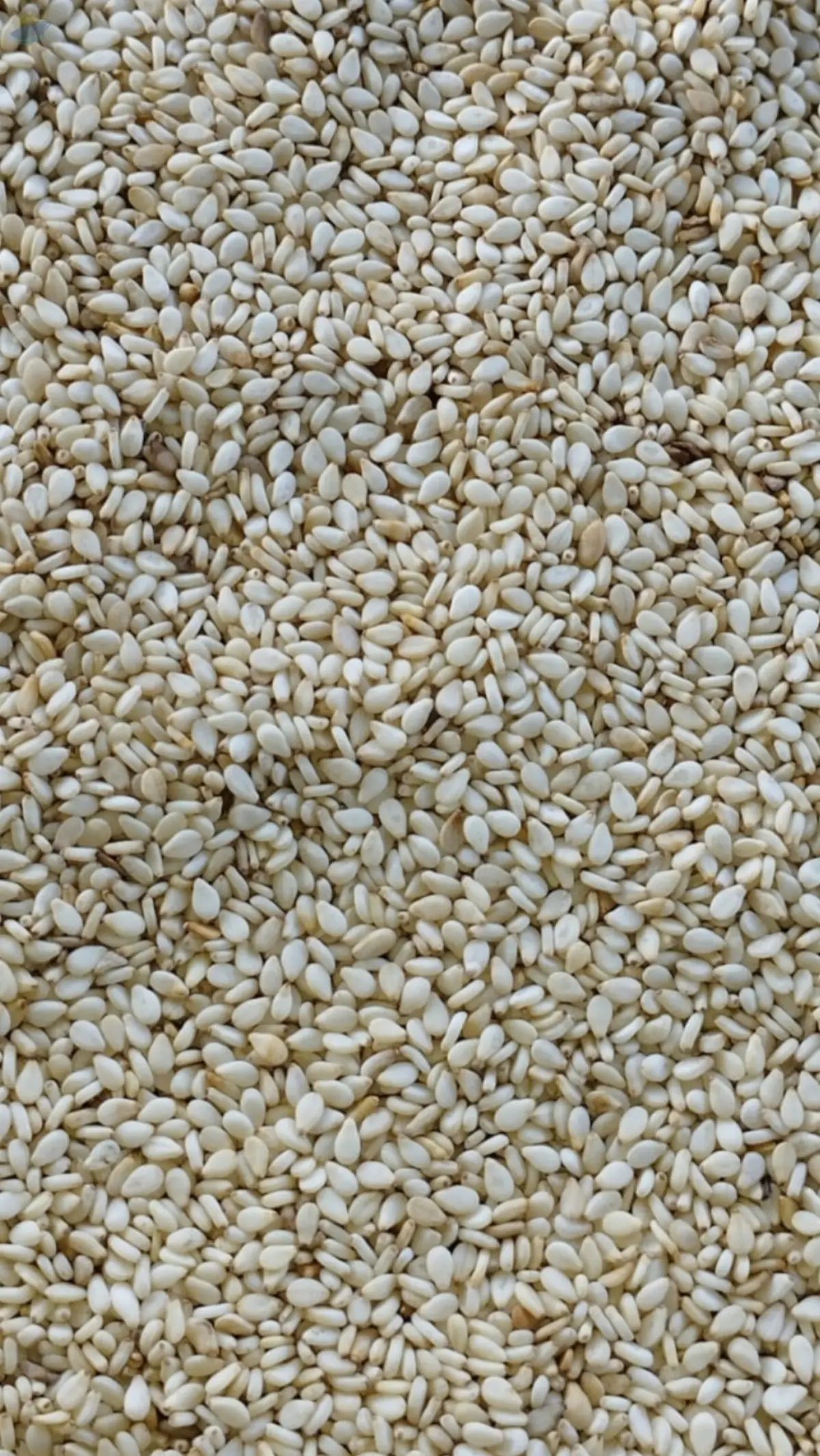 Sesame Seed
