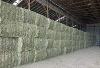 Alfalfa Hay
