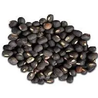 Black Gram Or Black Lentil