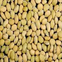 Field Beans