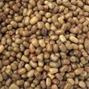 Moth Bean