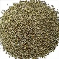 Pearl Millet