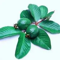 Guava