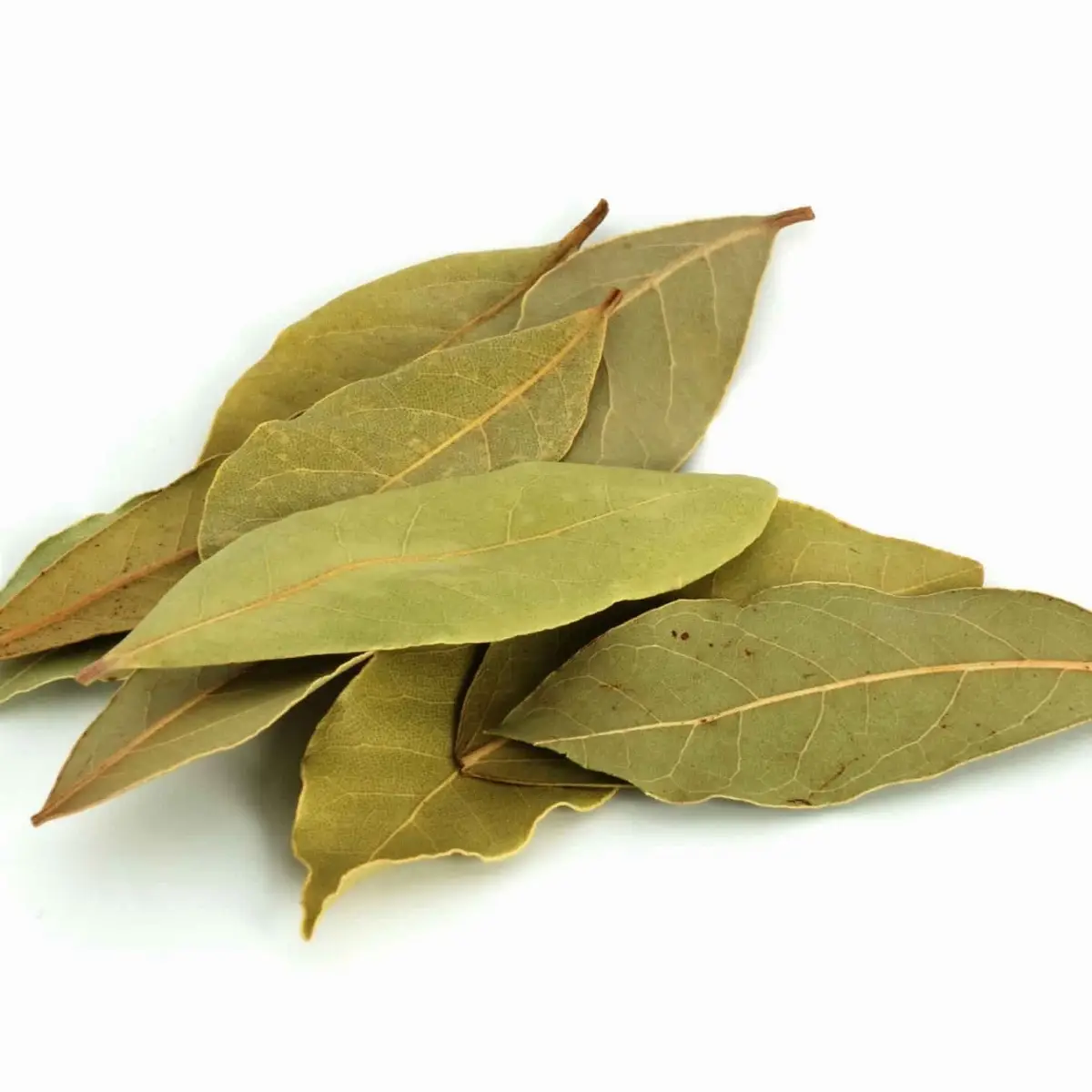 Bay Leaf