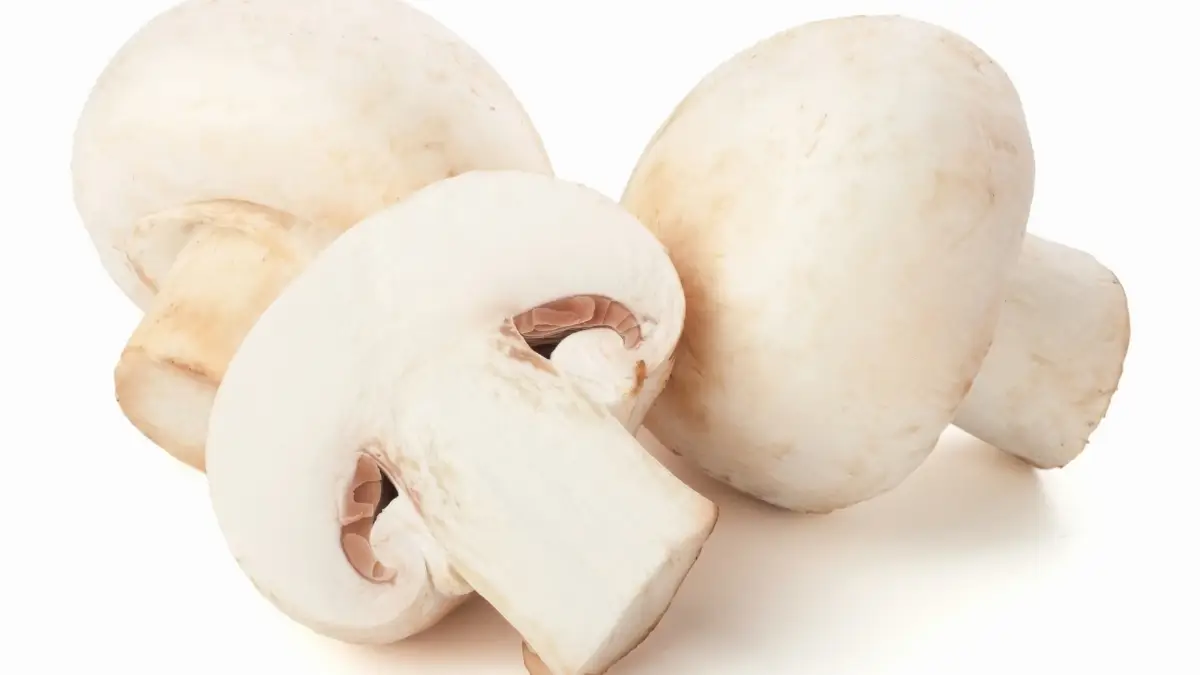 Mushroom
