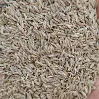 Cumin