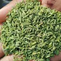 Fennel