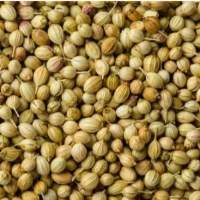 Coriander Seeds