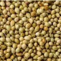 Coriander Seeds