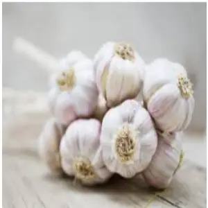 Garlic