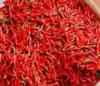 Red Chilli