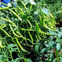 Green chilli
