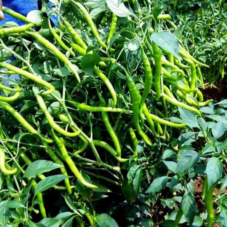 Green chilli