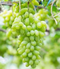 Green grapes