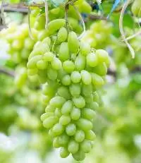 Green grapes