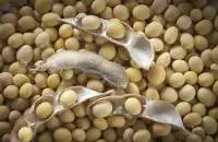Soybean