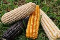 White, Yellow, Red Maize
