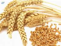 Wheat